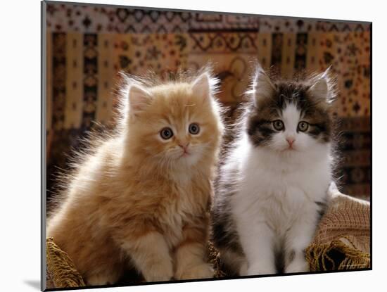 Domestic Cat, 8-Week, Red and Tabby White Persian Cross Kittens-Jane Burton-Mounted Photographic Print