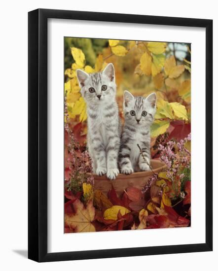 Domestic Cat, 8-Week, Silver Tabby Kittens Among Heather and Autumnal Leaves-Jane Burton-Framed Photographic Print