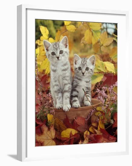 Domestic Cat, 8-Week, Silver Tabby Kittens Among Heather and Autumnal Leaves-Jane Burton-Framed Photographic Print