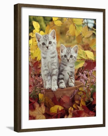 Domestic Cat, 8-Week, Silver Tabby Kittens Among Heather and Autumnal Leaves-Jane Burton-Framed Photographic Print