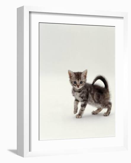 Domestic Cat, 8-Week, Silver Tortoiseshell Kitten-Jane Burton-Framed Photographic Print