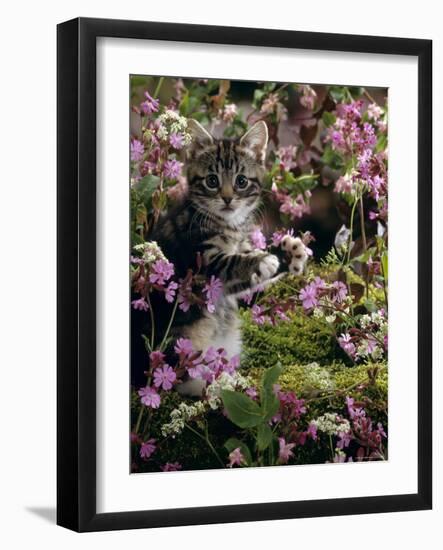 Domestic Cat, 8-Week, Tabby Among Red Campion and Hedge Parsley-Jane Burton-Framed Photographic Print