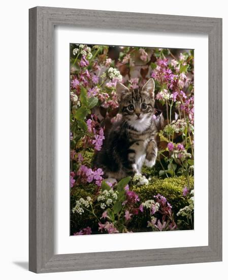 Domestic Cat, 8-Week, Tabby Among Red Campion and Hedge Parsley-Jane Burton-Framed Photographic Print