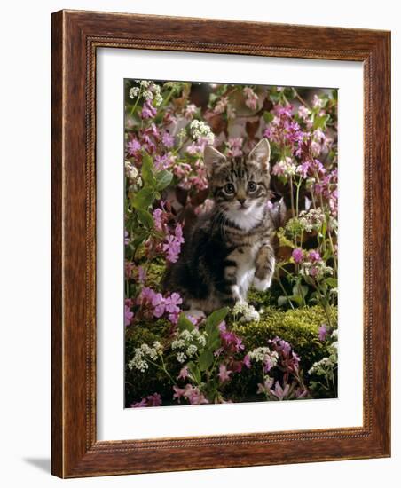 Domestic Cat, 8-Week, Tabby Among Red Campion and Hedge Parsley-Jane Burton-Framed Photographic Print