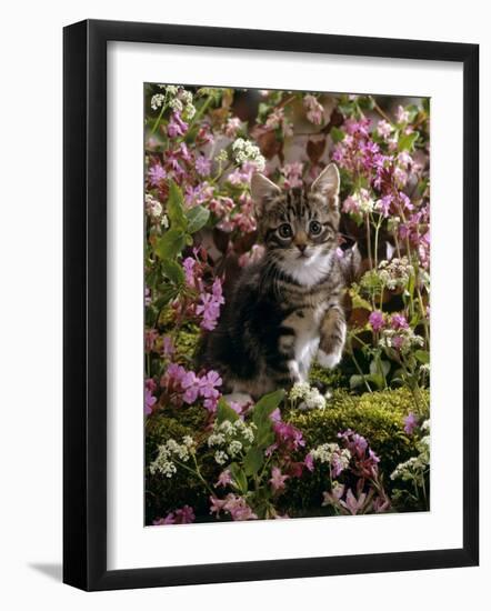 Domestic Cat, 8-Week, Tabby Among Red Campion and Hedge Parsley-Jane Burton-Framed Photographic Print