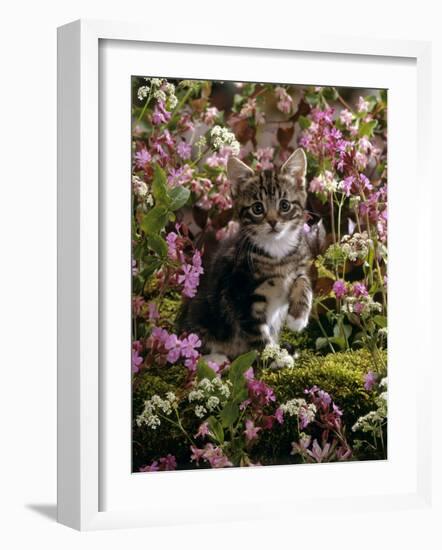 Domestic Cat, 8-Week, Tabby Among Red Campion and Hedge Parsley-Jane Burton-Framed Photographic Print