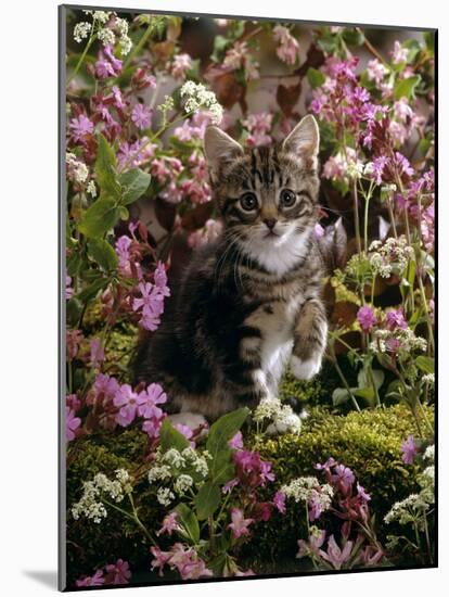 Domestic Cat, 8-Week, Tabby Among Red Campion and Hedge Parsley-Jane Burton-Mounted Photographic Print