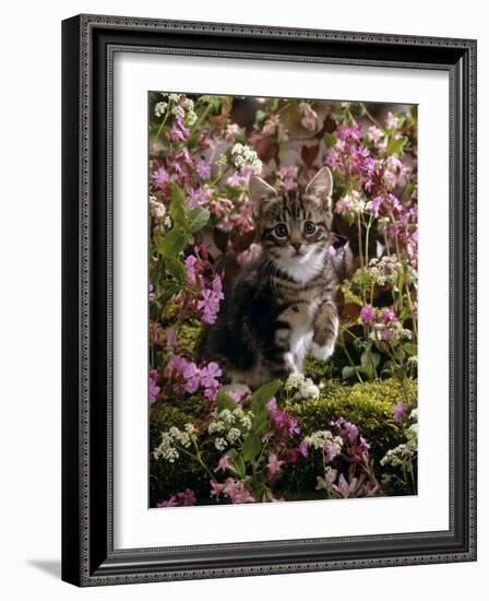 Domestic Cat, 8-Week, Tabby Among Red Campion and Hedge Parsley-Jane Burton-Framed Photographic Print