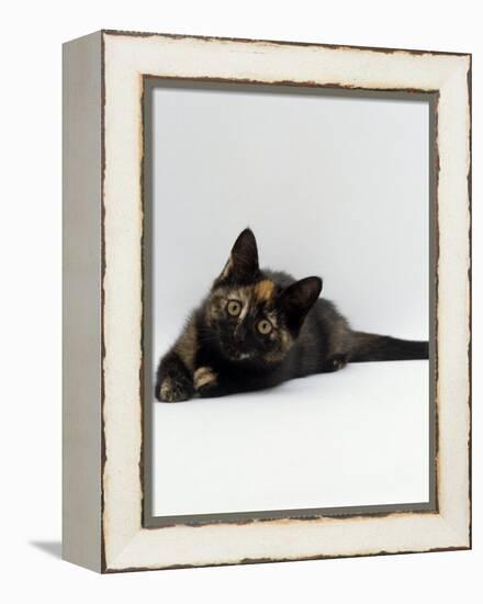Domestic Cat, 8-Week Tortoiseshell Kitten Ready to Pounce-Jane Burton-Framed Premier Image Canvas
