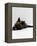 Domestic Cat, 8-Week Tortoiseshell Kitten Ready to Pounce-Jane Burton-Framed Premier Image Canvas