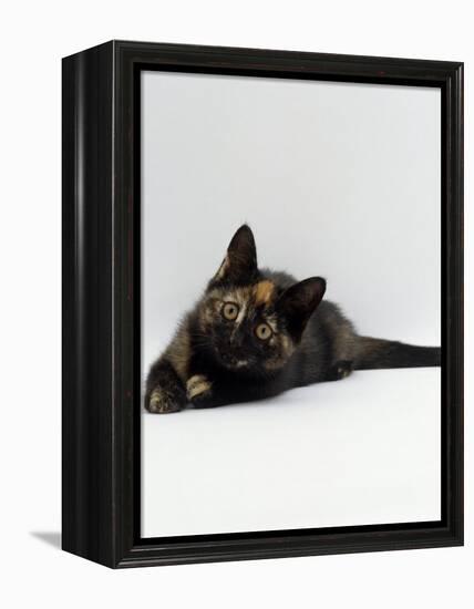 Domestic Cat, 8-Week Tortoiseshell Kitten Ready to Pounce-Jane Burton-Framed Premier Image Canvas