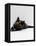 Domestic Cat, 8-Week Tortoiseshell Kitten Ready to Pounce-Jane Burton-Framed Premier Image Canvas