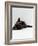 Domestic Cat, 8-Week Tortoiseshell Kitten Ready to Pounce-Jane Burton-Framed Photographic Print