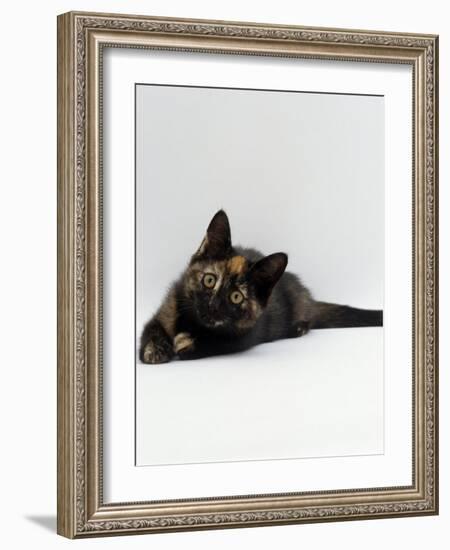 Domestic Cat, 8-Week Tortoiseshell Kitten Ready to Pounce-Jane Burton-Framed Photographic Print