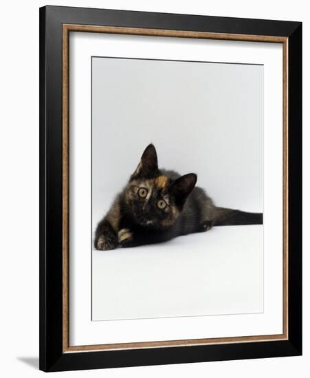 Domestic Cat, 8-Week Tortoiseshell Kitten Ready to Pounce-Jane Burton-Framed Photographic Print