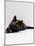 Domestic Cat, 8-Week Tortoiseshell Kitten Ready to Pounce-Jane Burton-Mounted Photographic Print