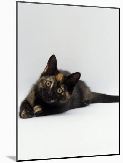 Domestic Cat, 8-Week Tortoiseshell Kitten Ready to Pounce-Jane Burton-Mounted Photographic Print