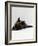 Domestic Cat, 8-Week Tortoiseshell Kitten Ready to Pounce-Jane Burton-Framed Photographic Print