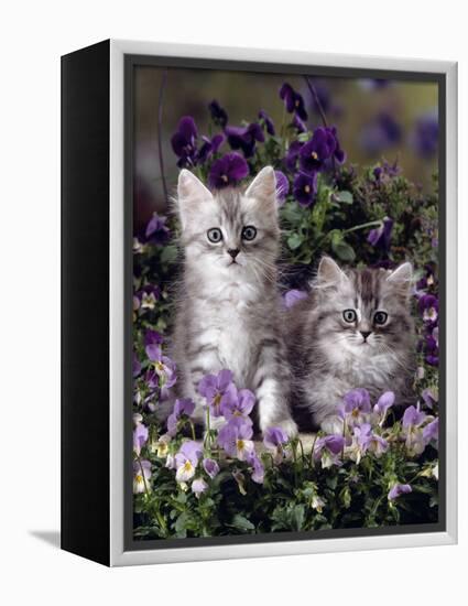 Domestic Cat, 8-Week, Two Fluffy Silver Tabby Kittens Amongst Winter-Flowering Pansies-Jane Burton-Framed Premier Image Canvas