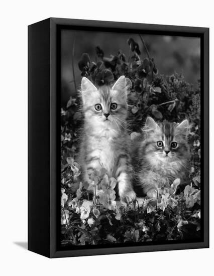 Domestic Cat, 8-Week, Two Fluffy Silver Tabby Kittens Amongst Winter-Flowering Pansies-Jane Burton-Framed Premier Image Canvas