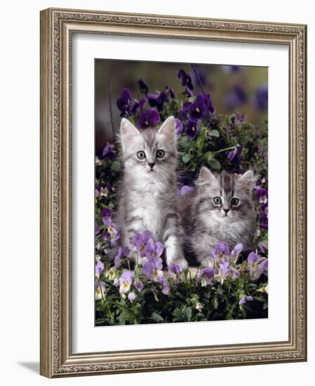 Domestic Cat, 8-Week, Two Fluffy Silver Tabby Kittens Amongst Winter-Flowering Pansies-Jane Burton-Framed Photographic Print