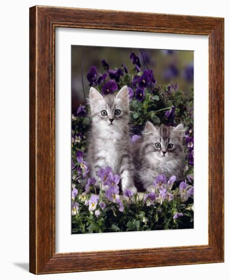 Domestic Cat, 8-Week, Two Fluffy Silver Tabby Kittens Amongst Winter-Flowering Pansies-Jane Burton-Framed Photographic Print