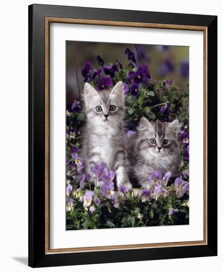 Domestic Cat, 8-Week, Two Fluffy Silver Tabby Kittens Amongst Winter-Flowering Pansies-Jane Burton-Framed Photographic Print