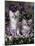 Domestic Cat, 8-Week, Two Fluffy Silver Tabby Kittens Amongst Winter-Flowering Pansies-Jane Burton-Mounted Photographic Print