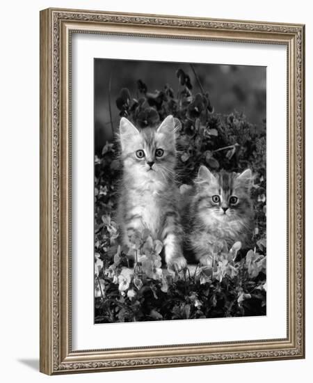 Domestic Cat, 8-Week, Two Fluffy Silver Tabby Kittens Amongst Winter-Flowering Pansies-Jane Burton-Framed Photographic Print