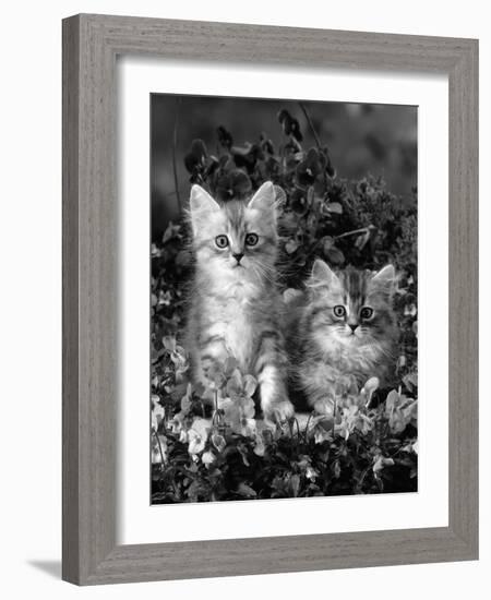 Domestic Cat, 8-Week, Two Fluffy Silver Tabby Kittens Amongst Winter-Flowering Pansies-Jane Burton-Framed Photographic Print