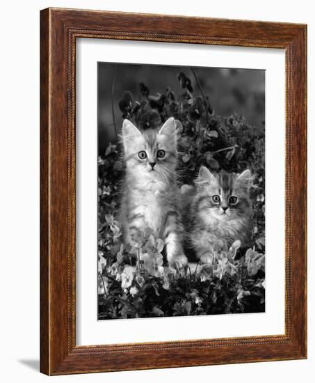 Domestic Cat, 8-Week, Two Fluffy Silver Tabby Kittens Amongst Winter-Flowering Pansies-Jane Burton-Framed Photographic Print