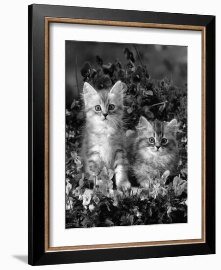 Domestic Cat, 8-Week, Two Fluffy Silver Tabby Kittens Amongst Winter-Flowering Pansies-Jane Burton-Framed Photographic Print