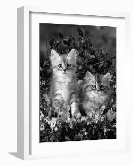 Domestic Cat, 8-Week, Two Fluffy Silver Tabby Kittens Amongst Winter-Flowering Pansies-Jane Burton-Framed Photographic Print