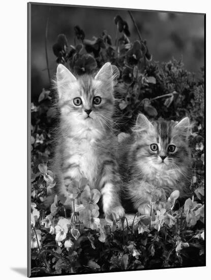 Domestic Cat, 8-Week, Two Fluffy Silver Tabby Kittens Amongst Winter-Flowering Pansies-Jane Burton-Mounted Photographic Print