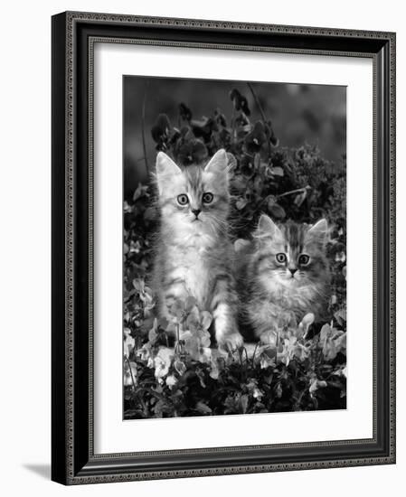 Domestic Cat, 8-Week, Two Fluffy Silver Tabby Kittens Amongst Winter-Flowering Pansies-Jane Burton-Framed Photographic Print