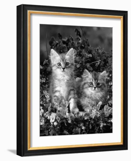 Domestic Cat, 8-Week, Two Fluffy Silver Tabby Kittens Amongst Winter-Flowering Pansies-Jane Burton-Framed Photographic Print