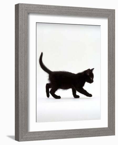 Domestic Cat, 9-Week Black Kitten Profile Walking-Jane Burton-Framed Photographic Print