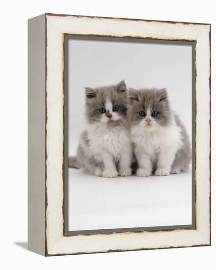 Domestic Cat, 9-Week, Blue Bicolour Persian Kittens-Jane Burton-Framed Premier Image Canvas