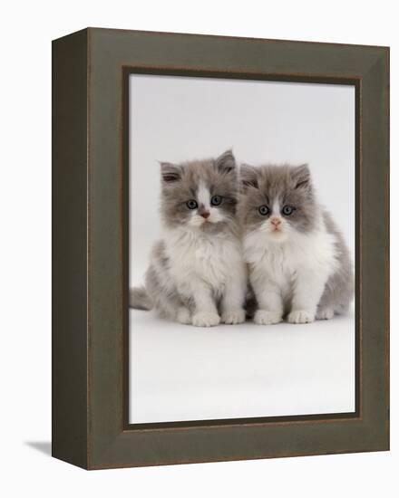 Domestic Cat, 9-Week, Blue Bicolour Persian Kittens-Jane Burton-Framed Premier Image Canvas