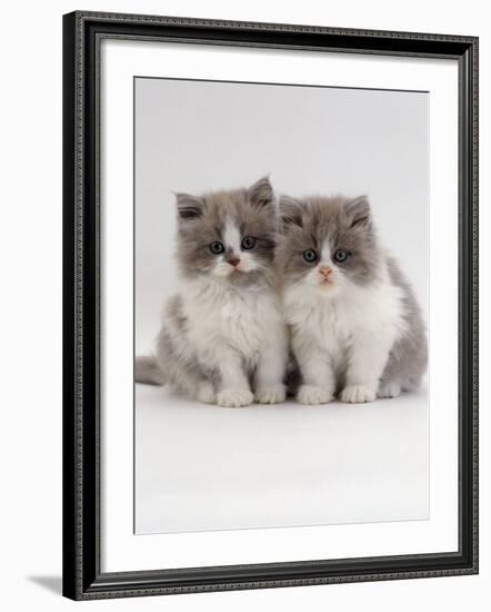 Domestic Cat, 9-Week, Blue Bicolour Persian Kittens-Jane Burton-Framed Photographic Print