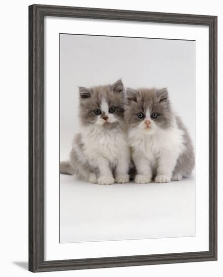 Domestic Cat, 9-Week, Blue Bicolour Persian Kittens-Jane Burton-Framed Photographic Print