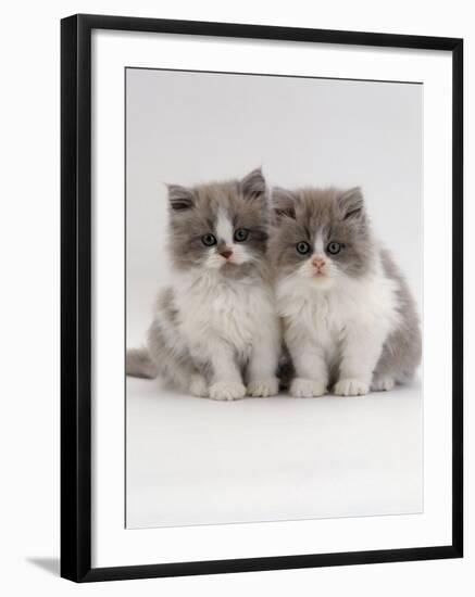 Domestic Cat, 9-Week, Blue Bicolour Persian Kittens-Jane Burton-Framed Photographic Print