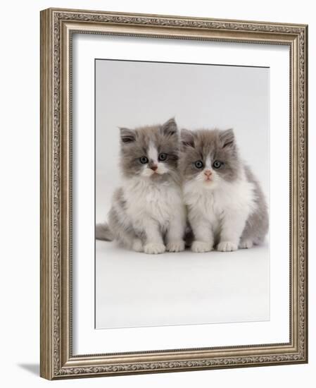 Domestic Cat, 9-Week, Blue Bicolour Persian Kittens-Jane Burton-Framed Photographic Print