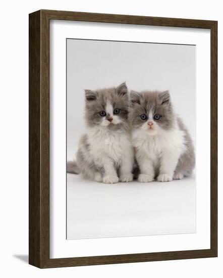 Domestic Cat, 9-Week, Blue Bicolour Persian Kittens-Jane Burton-Framed Photographic Print