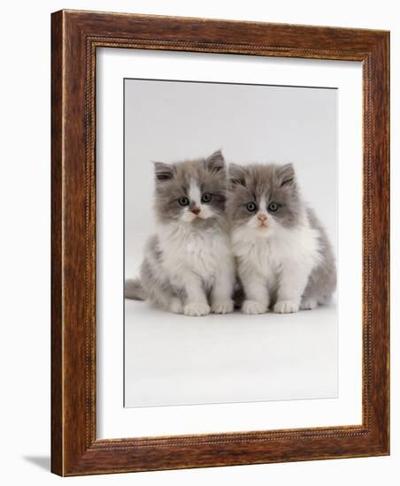 Domestic Cat, 9-Week, Blue Bicolour Persian Kittens-Jane Burton-Framed Photographic Print