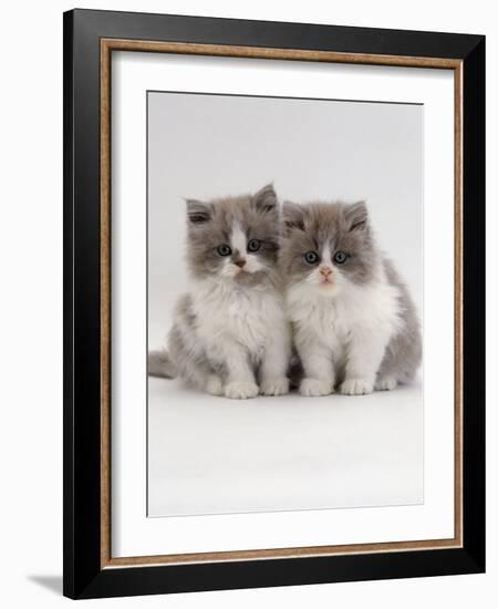 Domestic Cat, 9-Week, Blue Bicolour Persian Kittens-Jane Burton-Framed Photographic Print