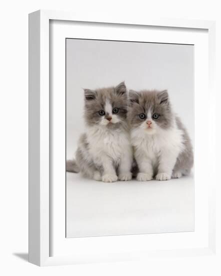 Domestic Cat, 9-Week, Blue Bicolour Persian Kittens-Jane Burton-Framed Photographic Print