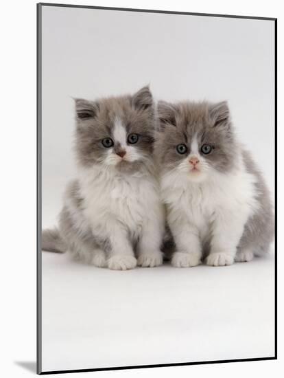Domestic Cat, 9-Week, Blue Bicolour Persian Kittens-Jane Burton-Mounted Photographic Print