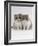 Domestic Cat, 9-Week, Blue Bicolour Persian Kittens-Jane Burton-Framed Photographic Print