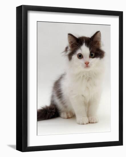 Domestic Cat, 9-Week, Fluffy Kitten Portrait-Jane Burton-Framed Photographic Print